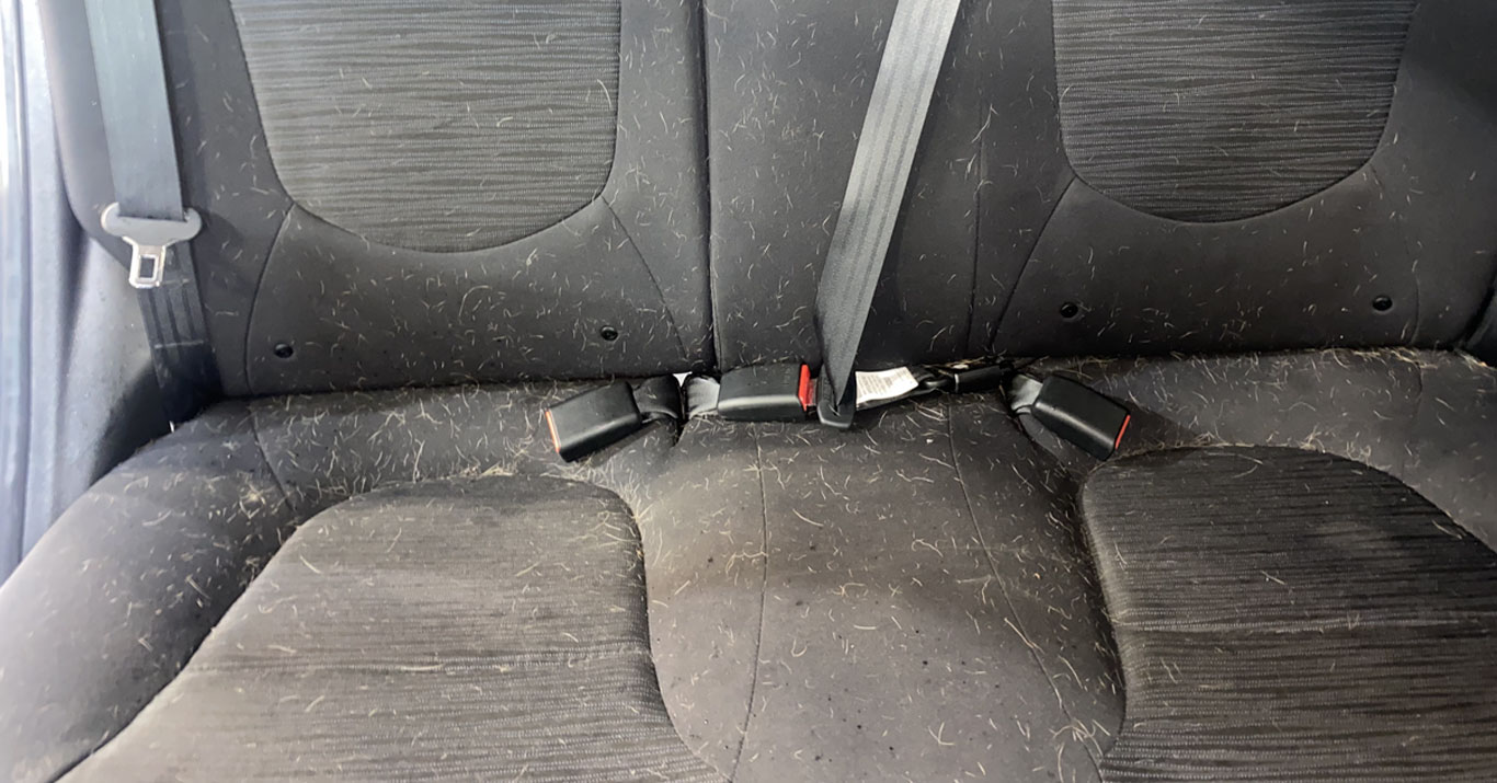 image Pet Hair Removal Oakville